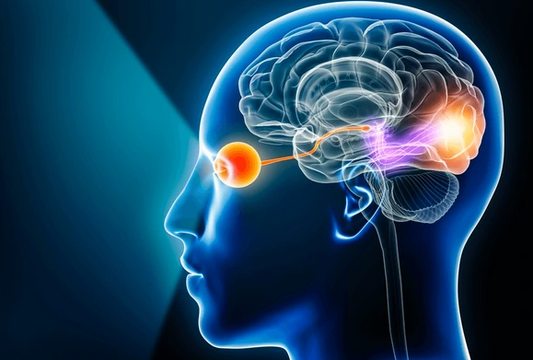 The Science of Vision and Brain Health Supplements | Unveiling OptifyMe’s Ingredients