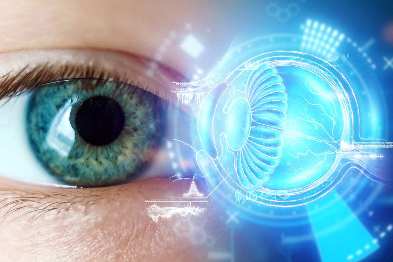 Vision & Brain